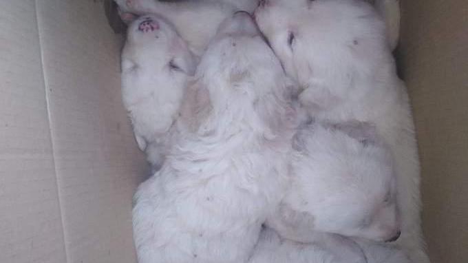 Ha trovato in un cassonetto cinque cuccioli abbandonati
