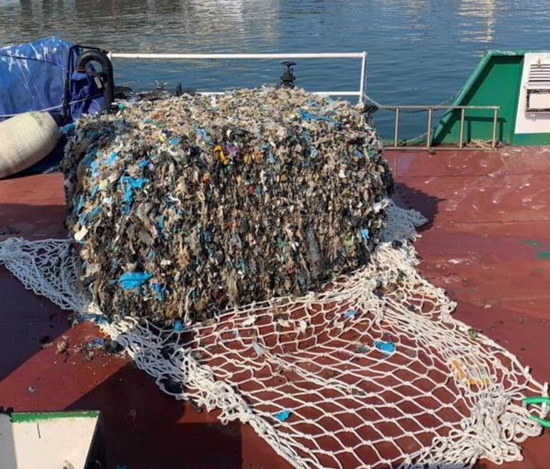 La bomba ecologica nei fondali di Cerboli e la moria di delfini