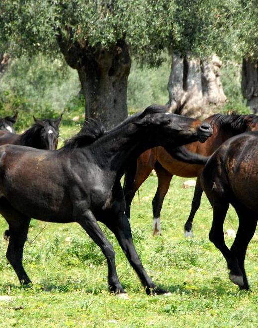 I cavalli della forestale finiscono all’asta 
