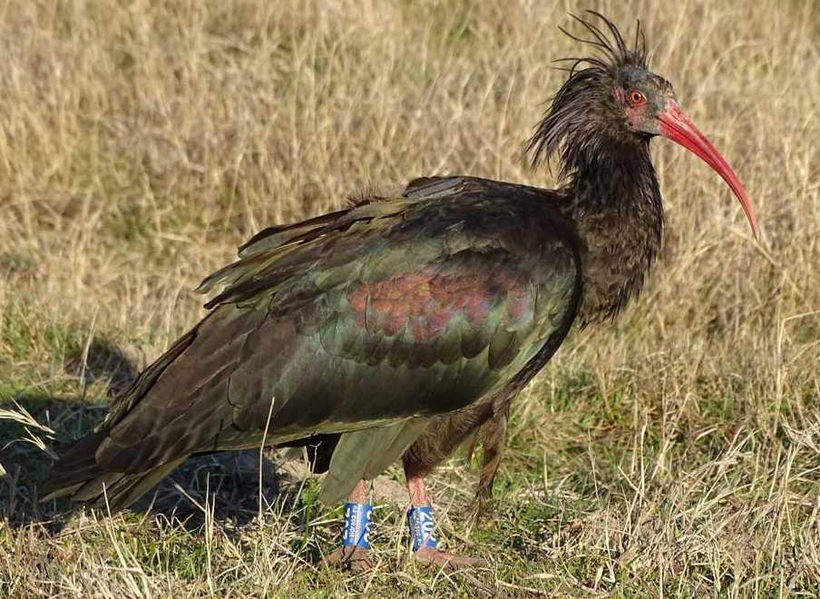Smudo, con il suo braccialettino 202 che la identifica