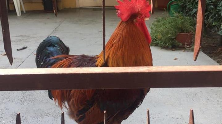 Novi, proteste per il gallo, scatta la raccolta firme per non farlo trasferire