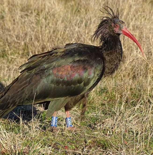 L’ibis eremita Smudo rischia la vita per una pallina da golf