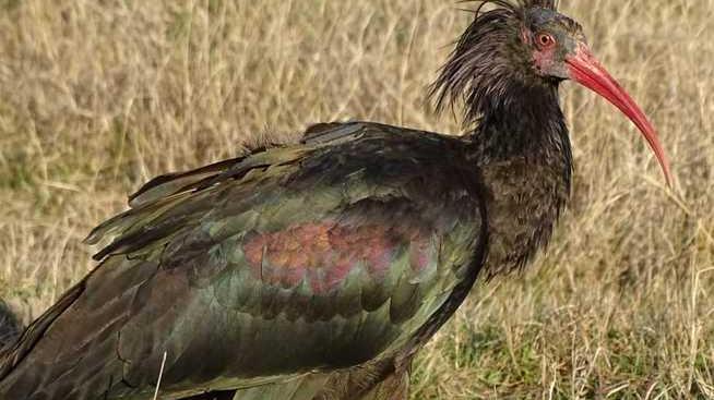 L’ibis eremita Smudo rischia la vita per una pallina da golf