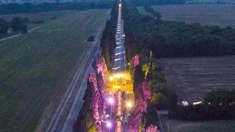 Metti una sera a cena sul viale di Bolgheri brindisi tra i cipressi per i 25 anni Doc