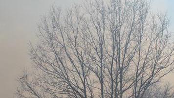 DOPPIO INCENDIO A colognole e AL GABBRO