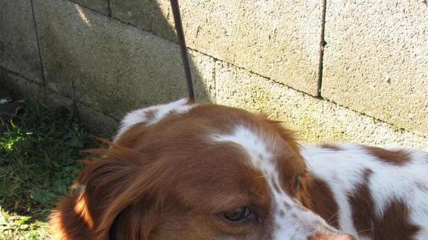Collesalvetti, campagna adozione del Comune per i Fido abbandonati