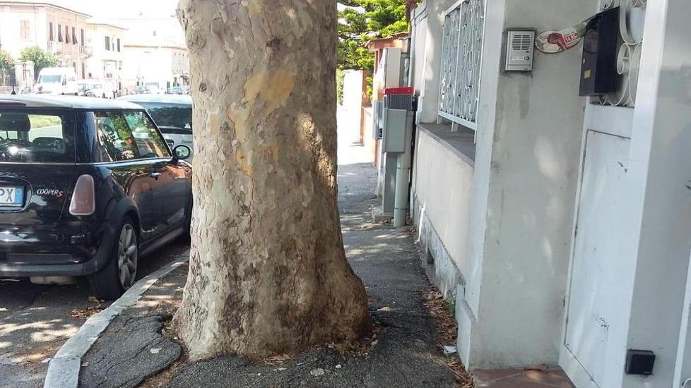 L’albero invade il marciapiedi