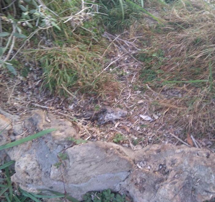Piazza Dante: la guerra ai topi è senza tregua Messe altre trappole 