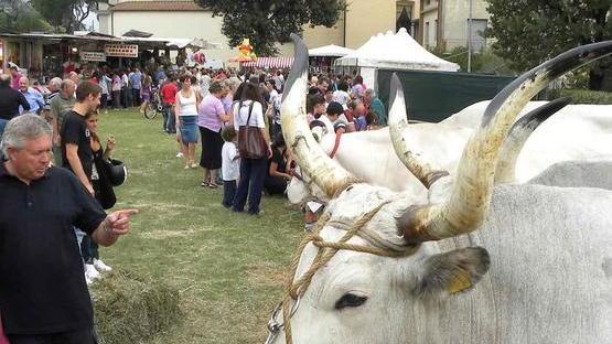 Città in festa fra stand e Fiera del bestiame