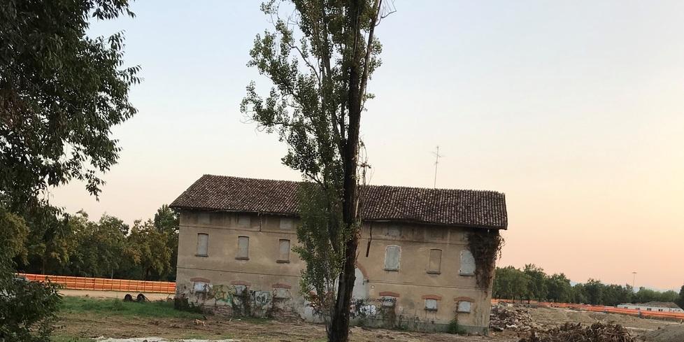 Pioppo solitario, perché?