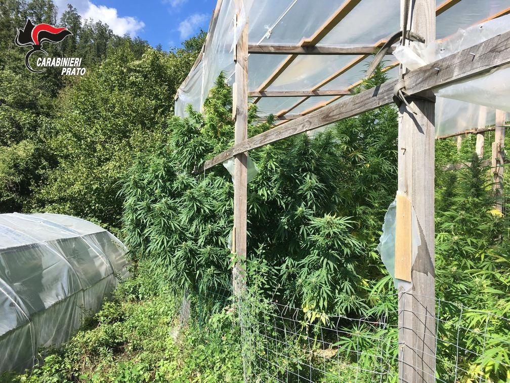 La piantagione di marijuana scoperta dai carabinieri