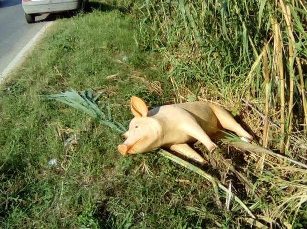 Non c’è pace per il maiale del “Terno Secco”, qualcuno l’ha... rapito 