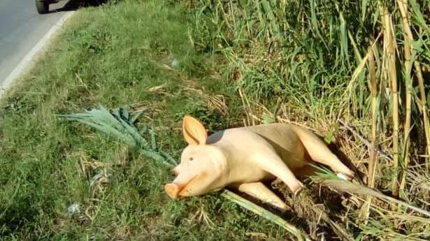 Non c’è pace per il maiale del “Terno Secco”, qualcuno l’ha... rapito