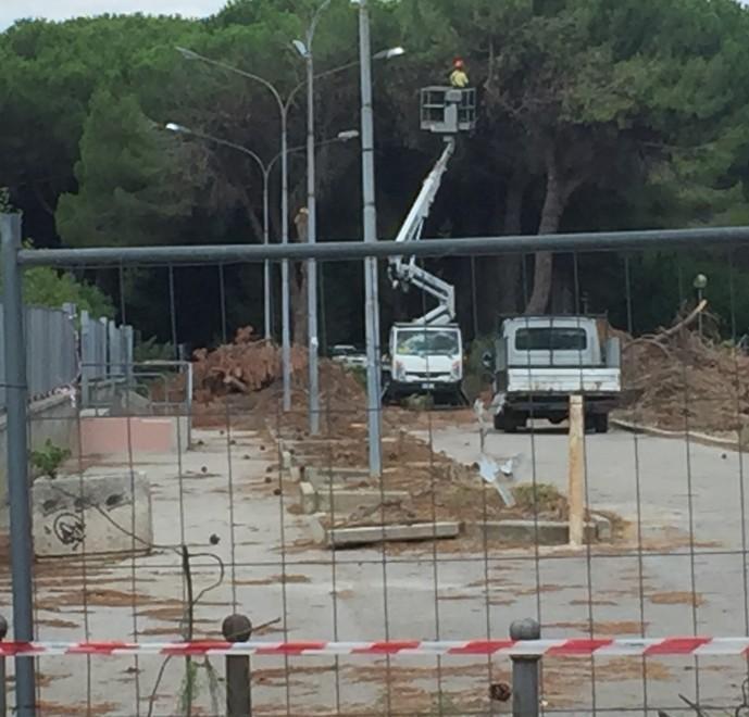 Riparte il taglio dei pini: «Un nuovo esposto» 