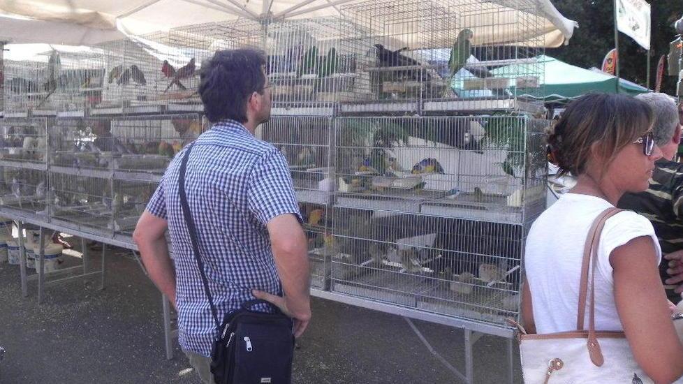 Cinguettii degli uccelli alla Fiera nazionale Si elegge il tordo super