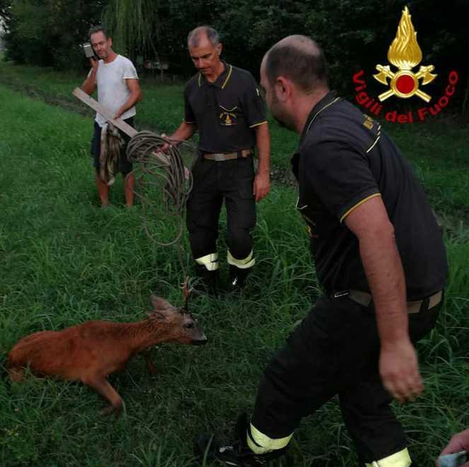 Pompieri salvano il capriolo