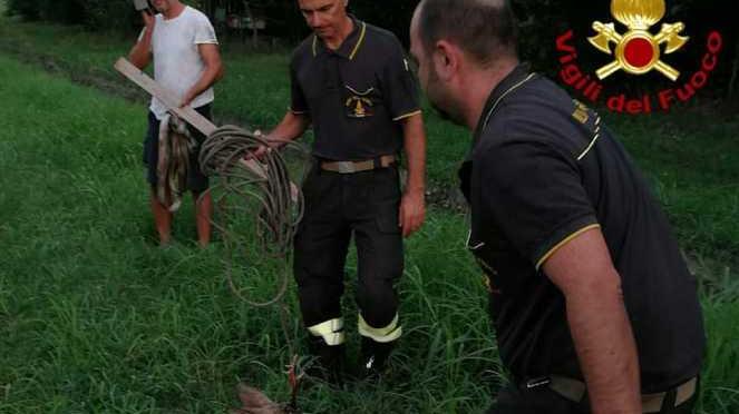 Pompieri salvano il capriolo