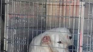«Noi non possiamo pagare per cani che non sono nostri»