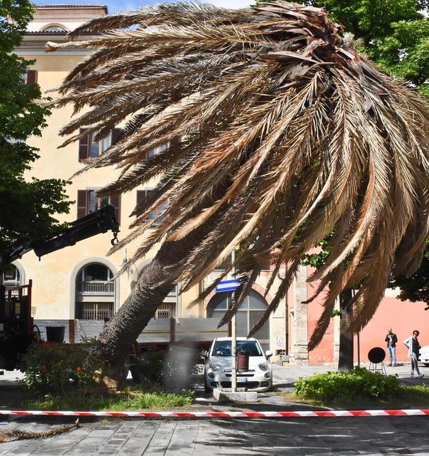 L'abbattimento della vecchia palma, uccisa dal punteruolo rosso (foto Agenzia Bf)