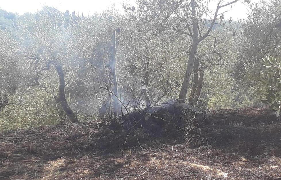 Dà fuoco alle sterpaglie e distrugge un’oliveta 