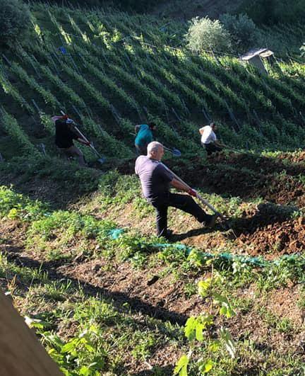 Si annuncia una produzione vitivinicola super sulle colline apuane