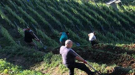 Si annuncia una produzione vitivinicola super sulle colline apuane