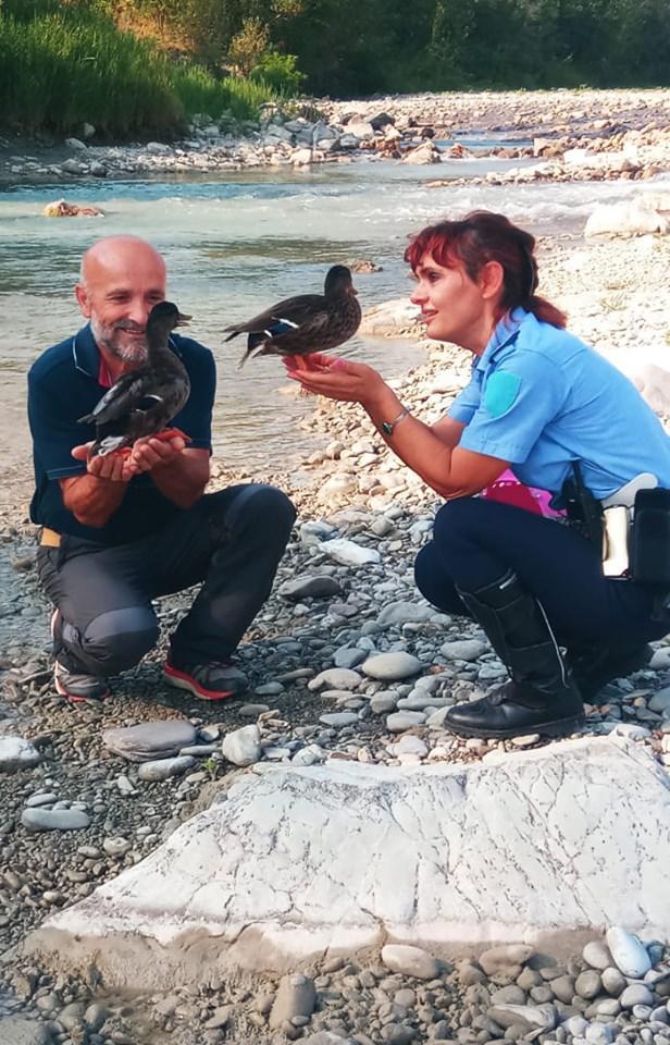 Sassuolo. E Giuliano porta le sue anatre a nuotare nell’acqua del fiume Secchia 
