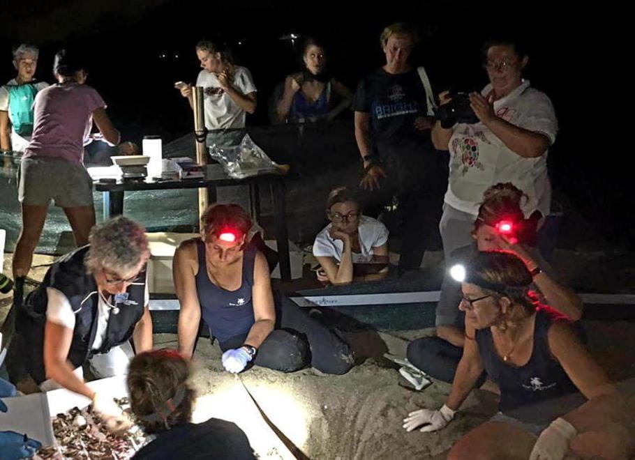 Sono 87 le tartarughine che si sono tuffate in mare 