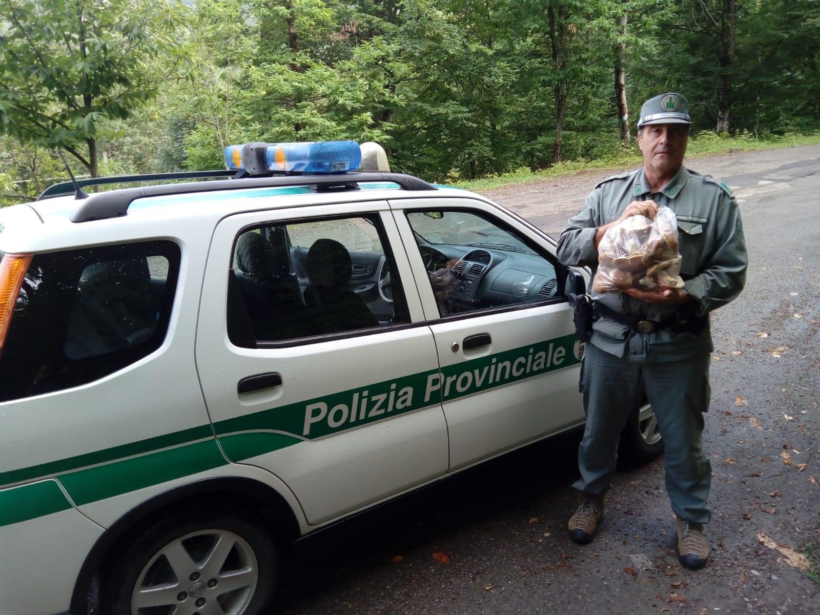 Sestola. Trova 3 chili di funghi, ma non poteva raccoglierli: multato 
