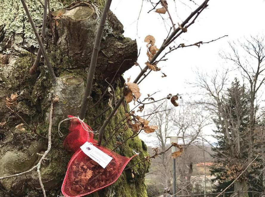 Un albero col trattamento anti-cinipide