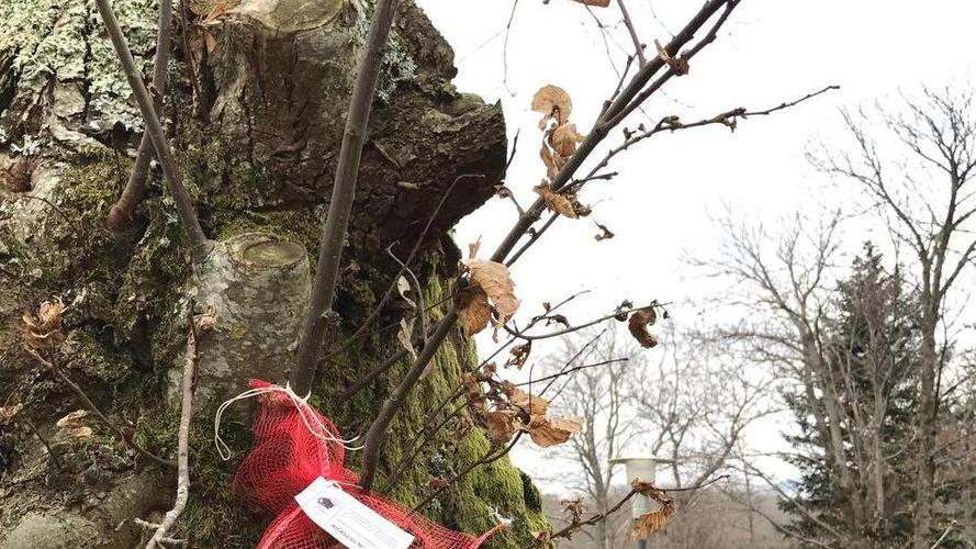 Un albero col trattamento anti-cinipide