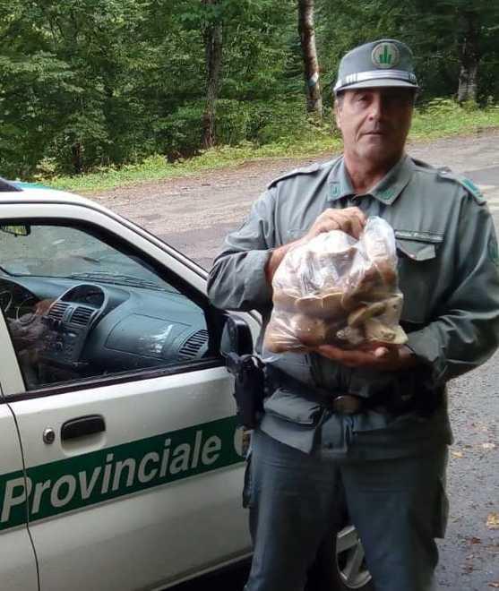 Raccoglie 3 kg di funghi nel giorno vietato: multa