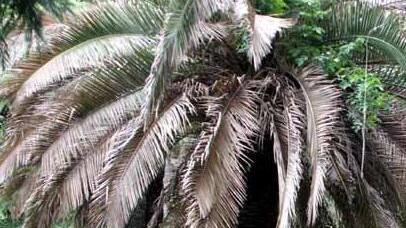 Una nuova arma contro il punteruolo per salvare le palme