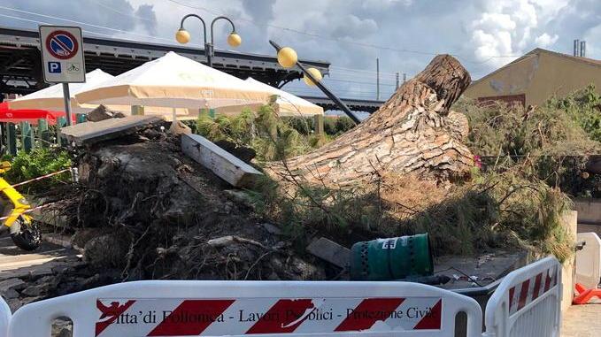 Pino caduto, la competenza è di Ferrovie