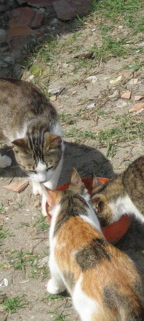 Gattara sanzionata perché porta il cibo alla colonia felina 