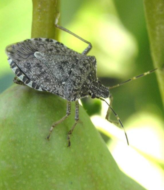 Cimice asiatica C’è licenza di uccidere per la vespa samurai