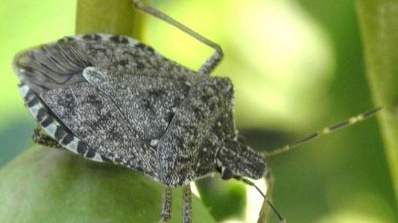 Cimice asiatica C’è licenza di uccidere per la vespa samurai