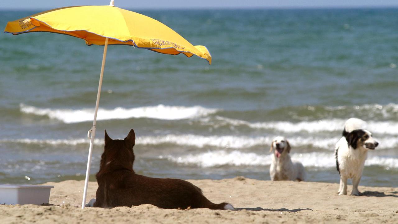 L'appello di un 56enne: "Io separato dal cane che mi aveva aiutato a riprendermi la vita"