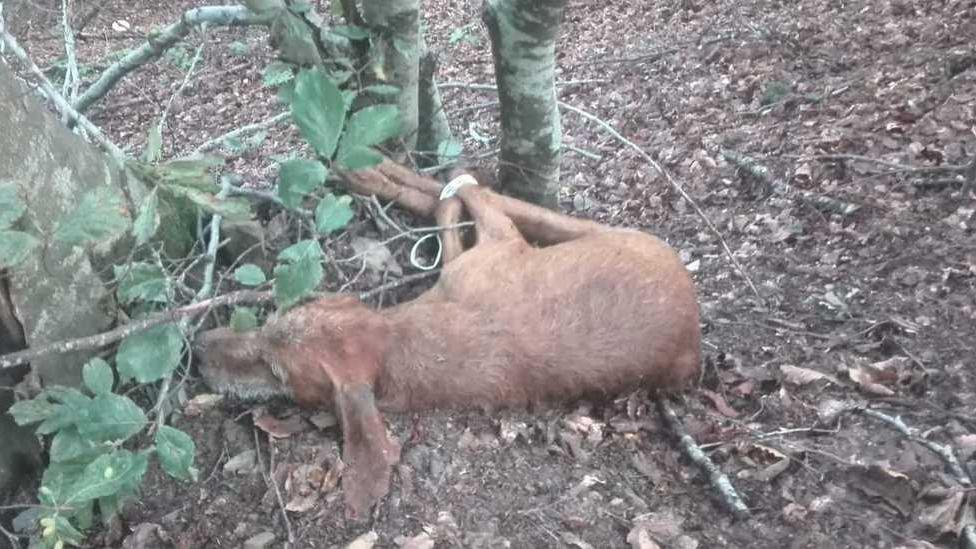 Gettano nel dirupo a Palagano il cane con le zampe legate