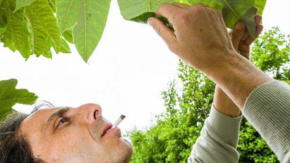 Dopo un mese di carcere torna in libertà il dottor cannabis