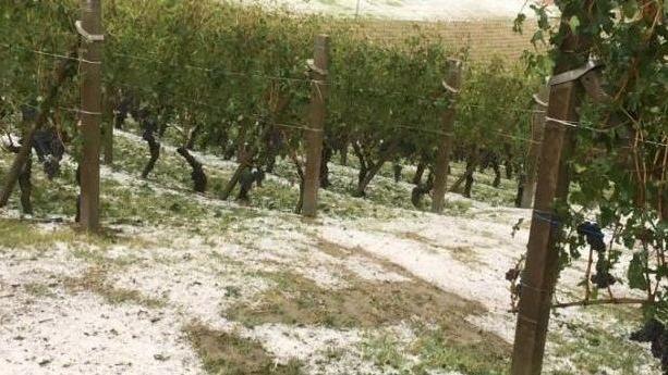 La grandinata in un vigneto