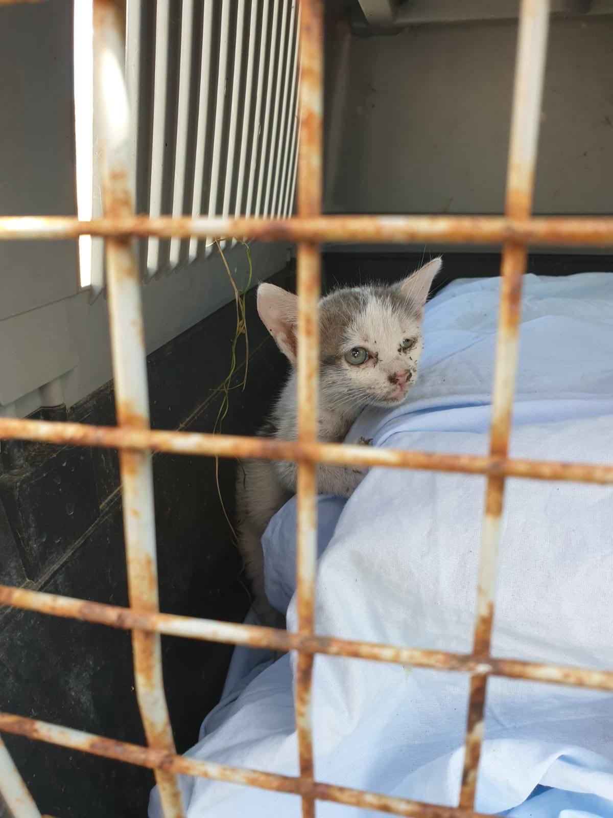 Uno dei gatti prigionieri nell'ex campo rom a Oratoio