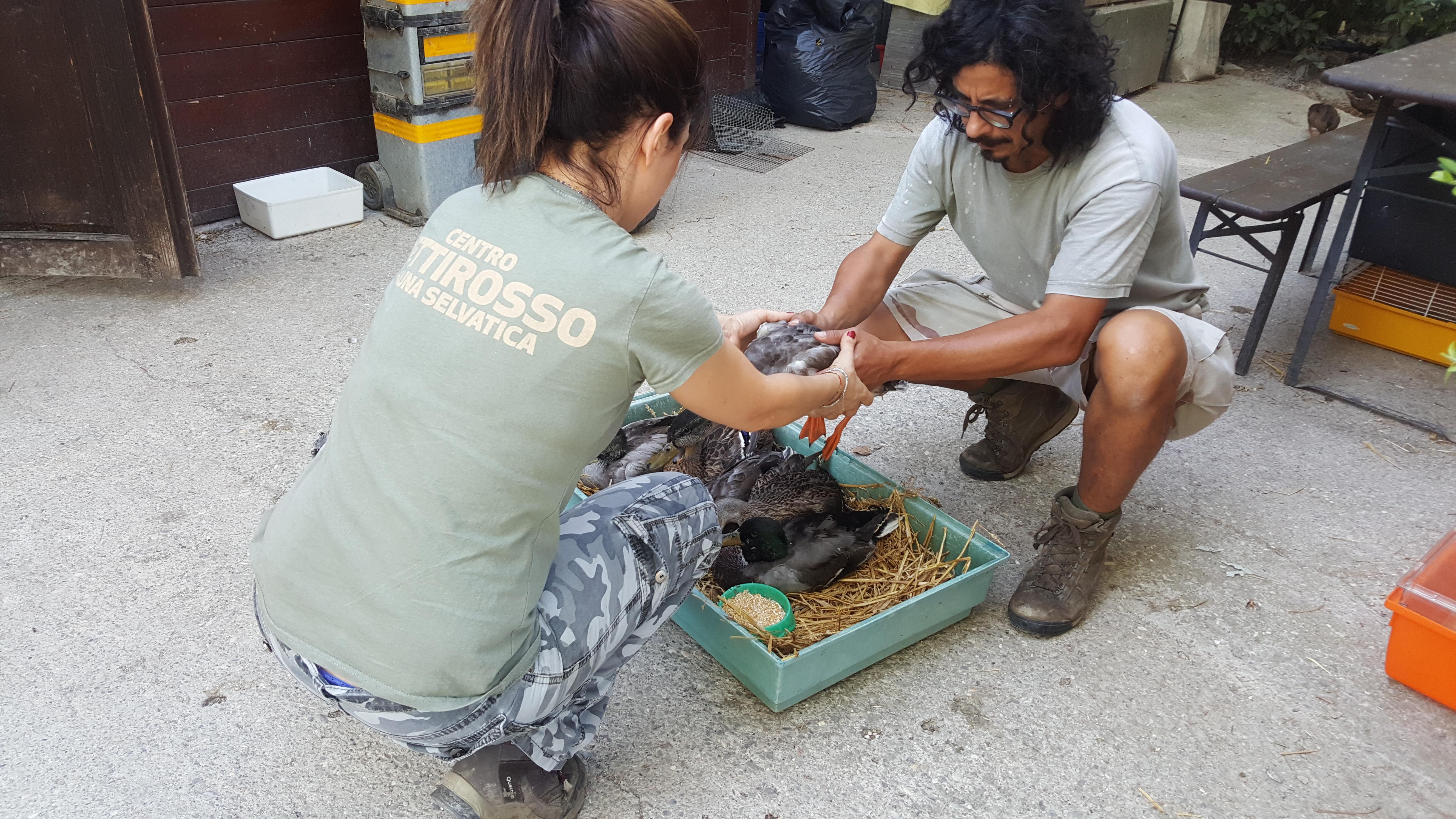 Botulino al parco Amendola di Modena, strage di anatre