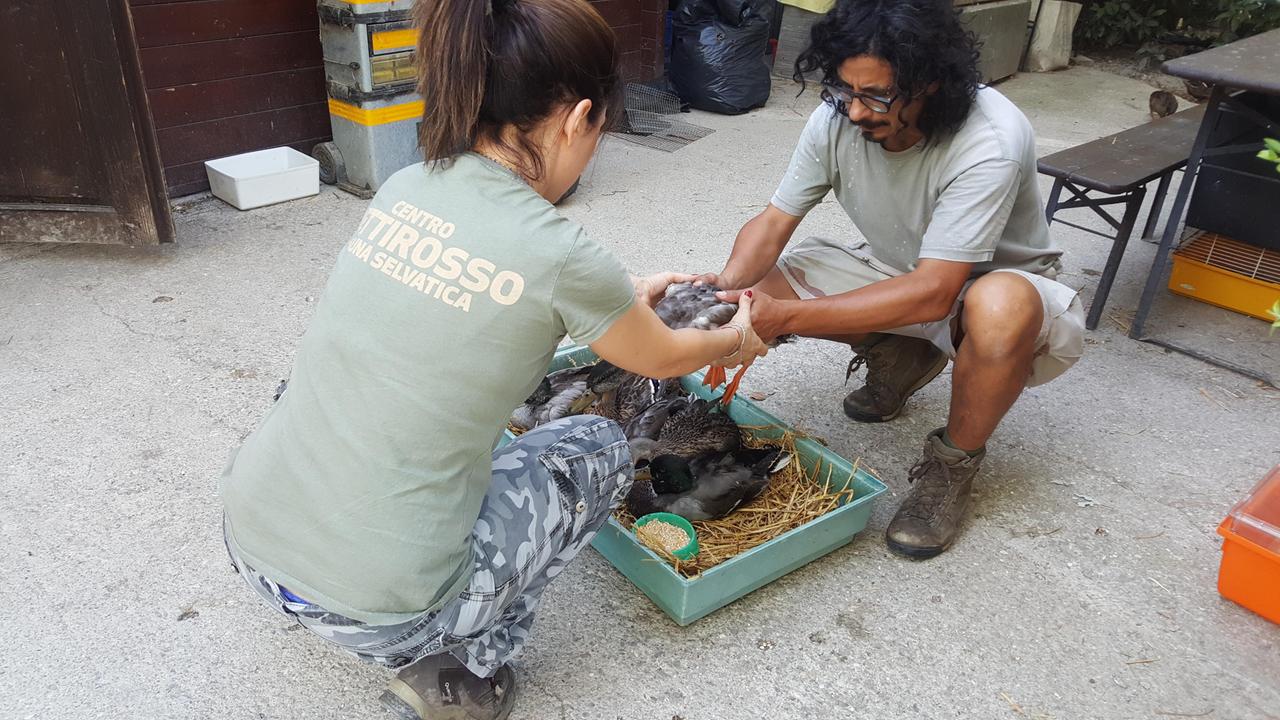 Botulino al parco Amendola di Modena, strage di anatre