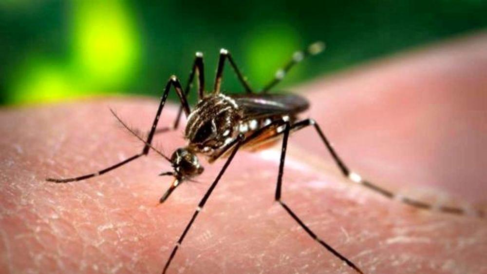 Mirandola, due casi di dengue: via alla disinfestazione