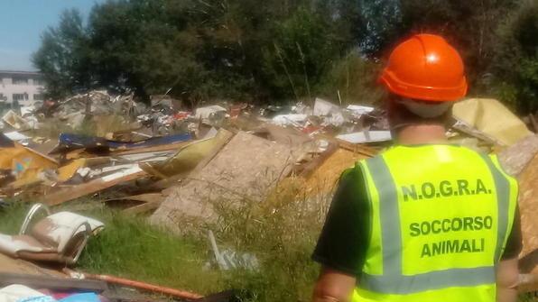 L’azione di recupero dei gatti all’ex campo rom