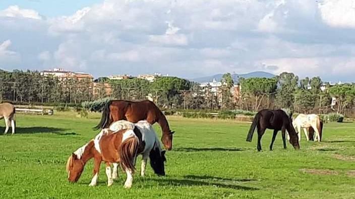 Country Paradise, un rifugio per gli animali e per rinascere