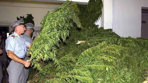 Aveva nel giardino di casa una piantagione di cannabis