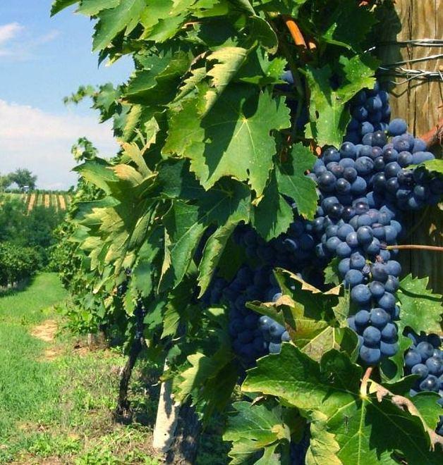 Nuovi vigneti: boom di richieste Settore a rischio per l’incognita clima 