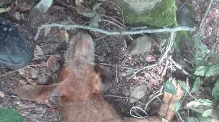 Il cane morto legato: trovato il proprietario